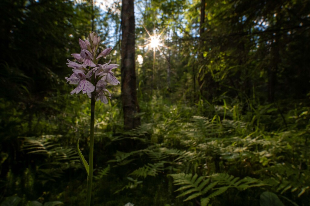 Naturen øst for Elvåga trenger ikke en ny grusvei. Foto: Lars Lindland.