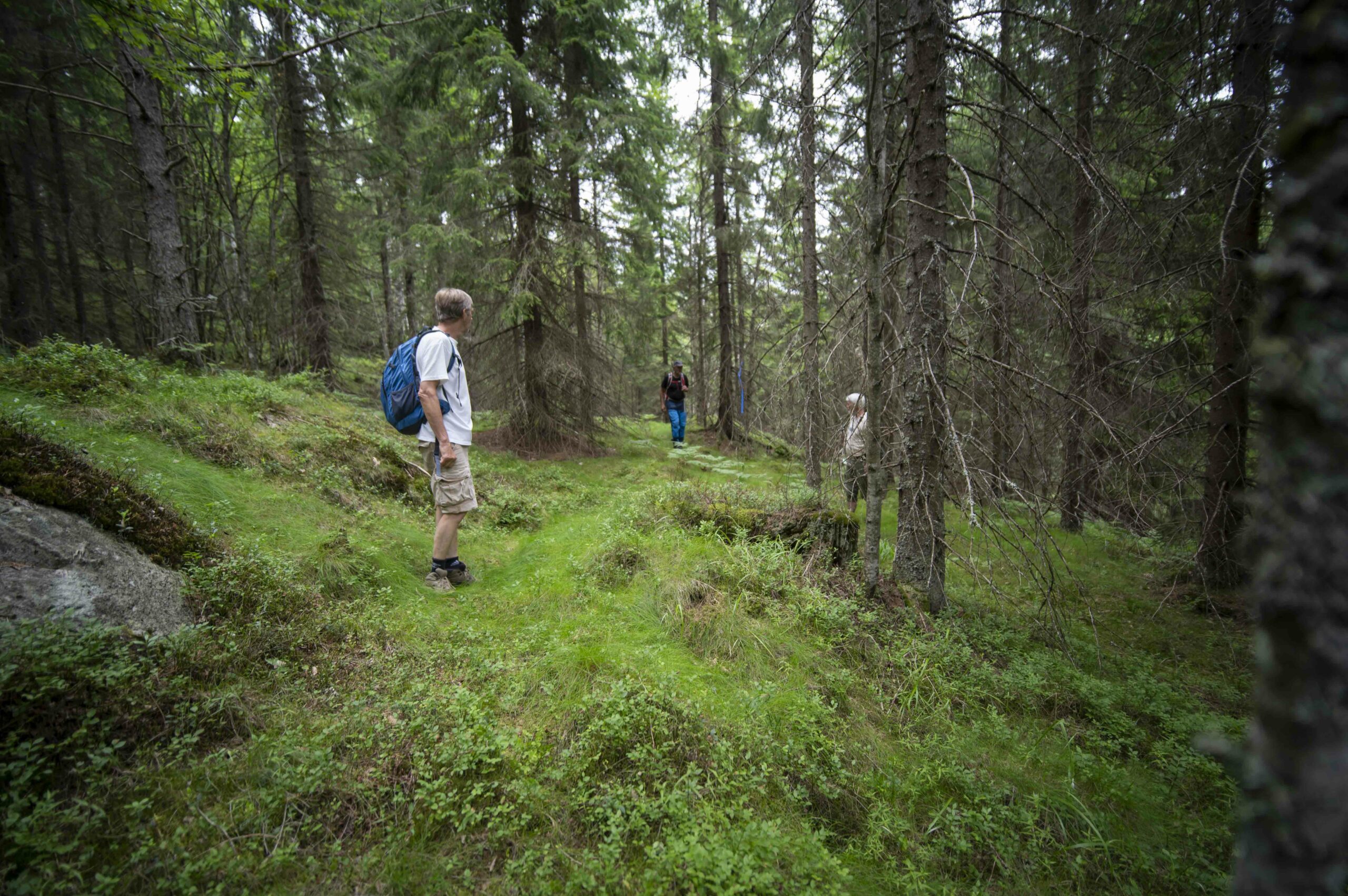 Fra Dammyrveiens trasé planlagte trasé sør for Kavlebrumyra. Her skal det sprenges en ca. 6 meter bred trasé i åssiden, noe som vil resultere i store fjellskjæringer og steinfyllinger over en distanse på vel 600 meter. Foto: Lars Lindland.