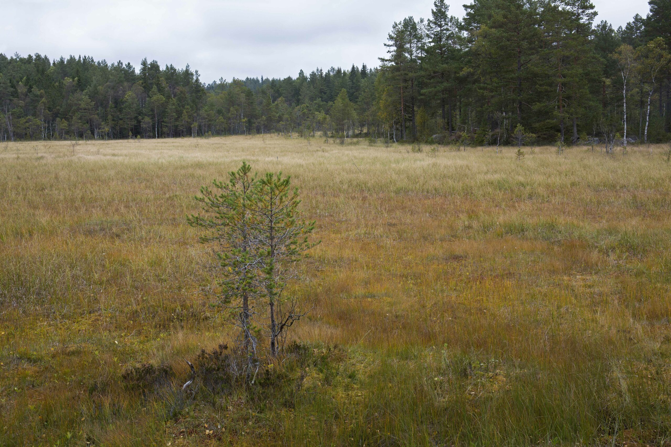 Skogsmåsan er en av de største og mest intakte myrene i Østmarka – og må vernes for ettertiden. Foto: Espen Bratlie.
