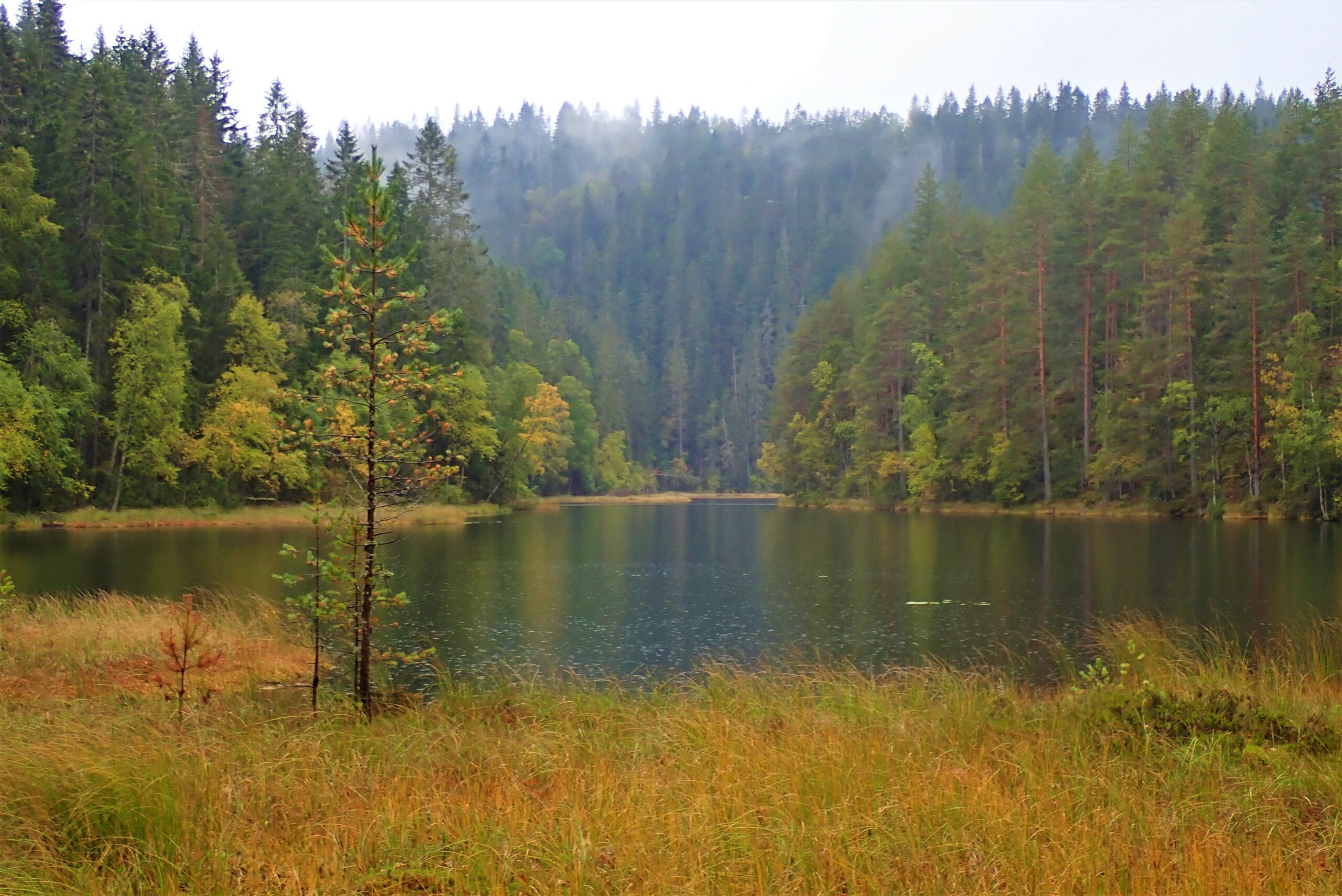 Blåtjern er et vakkert vannspeil i Ramstadslottet naturreservat. Her kan du kjøle deg med svømmetak blant gule og hvite nøkkeroser.