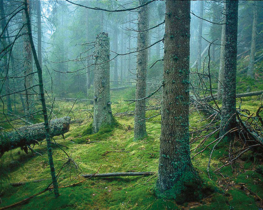 Finnes det noe mykere – og stillere – å gå på? Foto: Sverre M. Fjelstad.