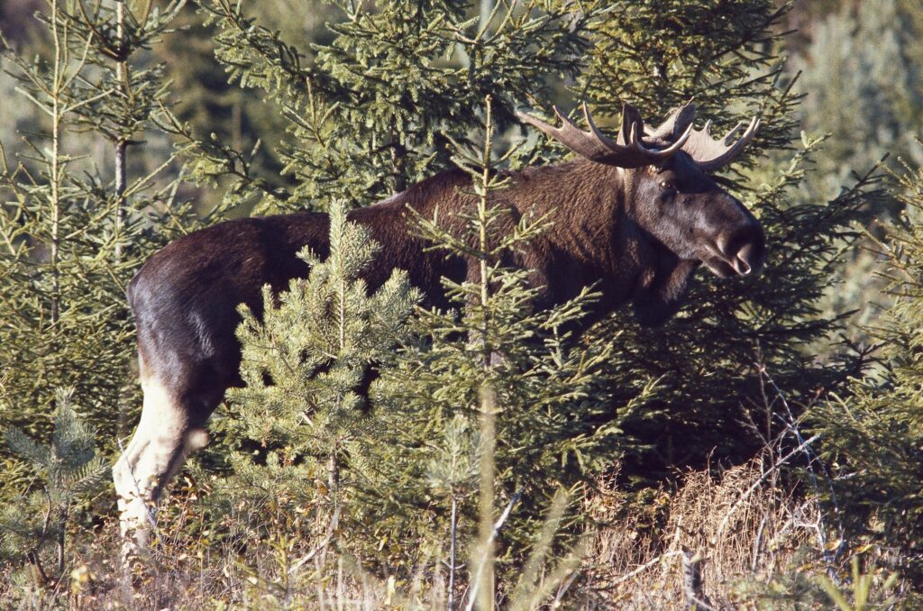 Hvis du går stille og forsiktig gjennom nasjonalparken som kan bli vedtatt i løpet av høsten, er du kanskje så heldig at du møter skogens konge. Foto: Sverre M. Fjelstad.