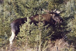 Hvis du går stille og forsiktig gjennom nasjonalparken som kan bli vedtatt i løpet av høsten, er du kanskje så heldig at du møter skogens konge. Foto: Sverre M. Fjelstad.
