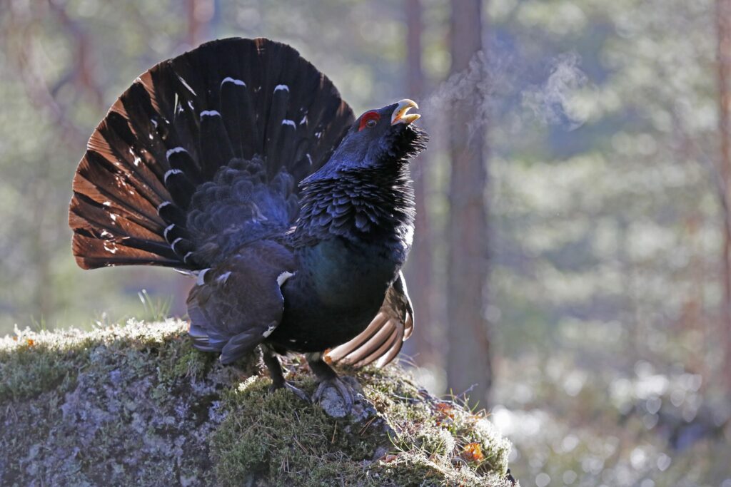 Tiuren er en av de ikoniske artene som holder til i Østmarka, og nasjonalparken vil gi arten bedre beskyttelse. Foto: Kjell E. Sandberg.