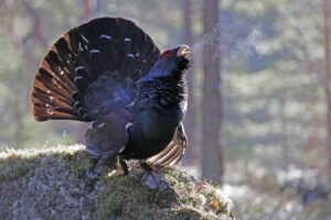 Tiuren er en av de ikoniske artene som holder til i Østmarka, og nasjonalparken vil gi arten bedre beskyttelse. Foto: Kjell E. Sandberg.