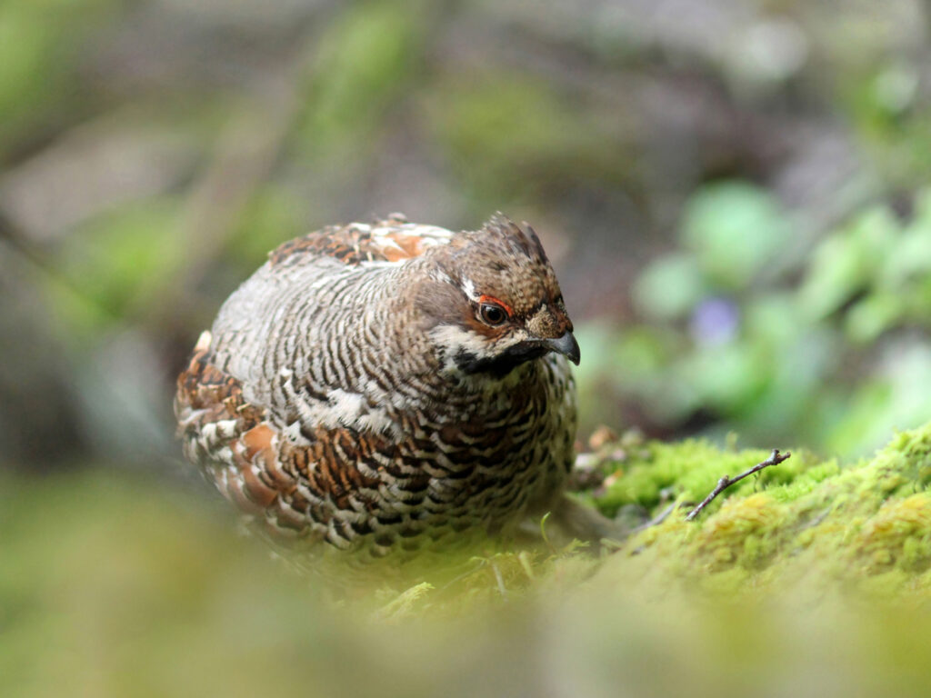 Jerpa er en av fugleartene som får bedre levekår når nasjonalparken blir opprettet. Foto: Øystein Enger.
