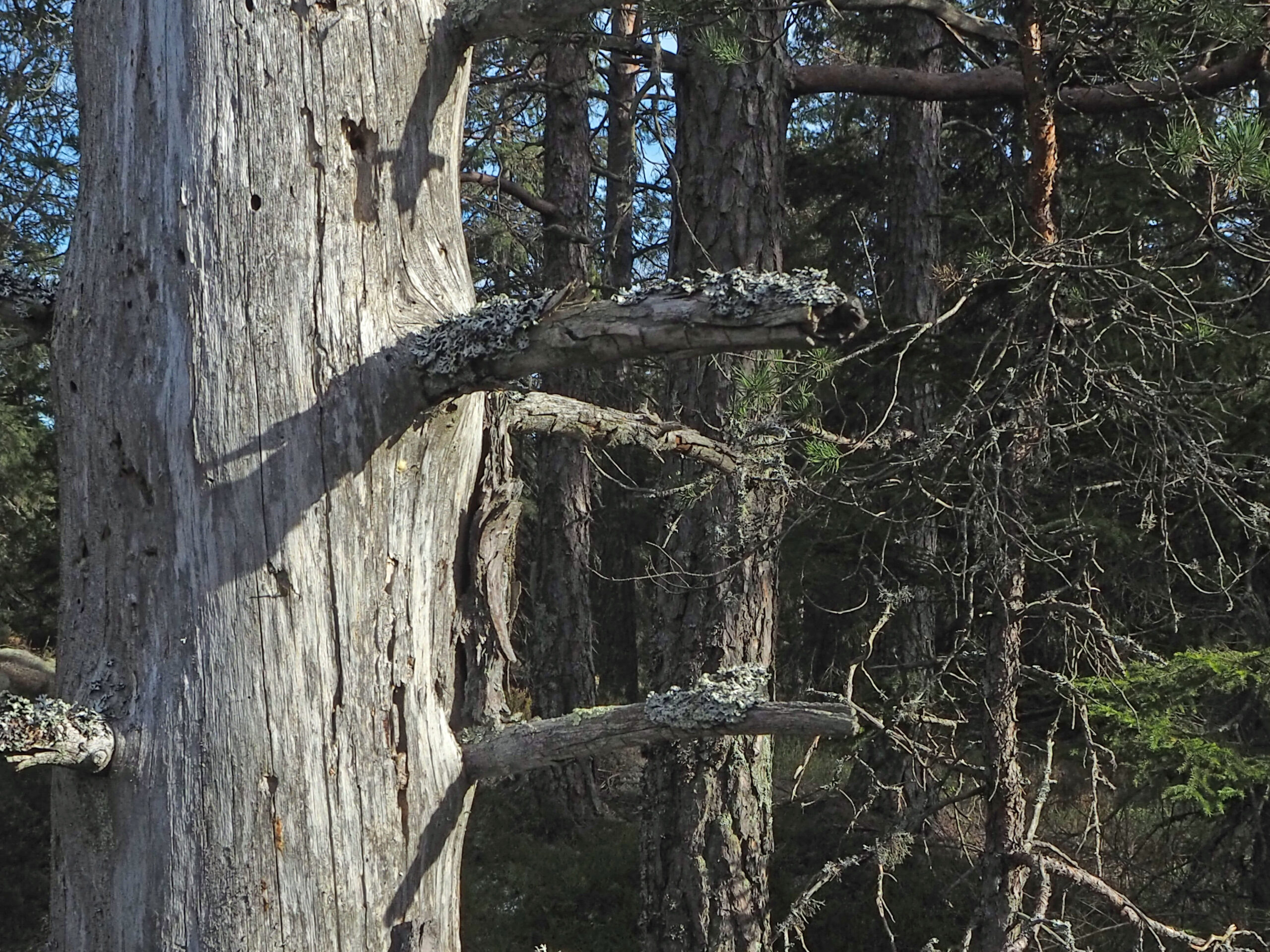 Gamle trær og døende ved er hjem for mange arter av insekter, sopp og lavarter. Når gammelskogen hogges i stadig flere områder, kan slike arter bli utryddet.