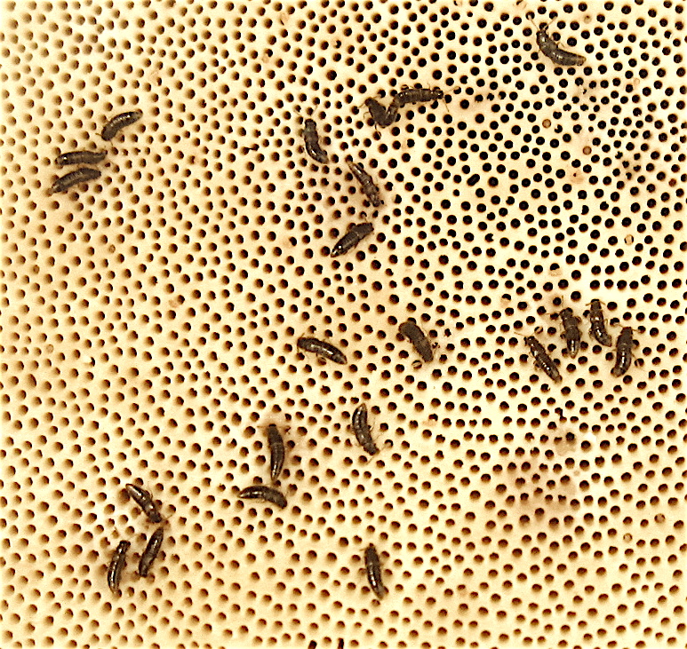 På undersiden av rødrandkjuken samler billen Gyrophaena boleti seg i mai. Her legger den egg, og larvene utvikler seg inne i de trange porene. Billen hører til familien kortvinger (Staphylinidae).