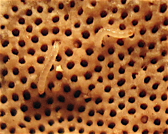 Larvene til kortvingebillen Gyrophaena boleti er så tynne at de kommer inn i porene til soppen. Her er to larver en snartur på overflaten (kjukens underside) før de smetter inn i andre porer.