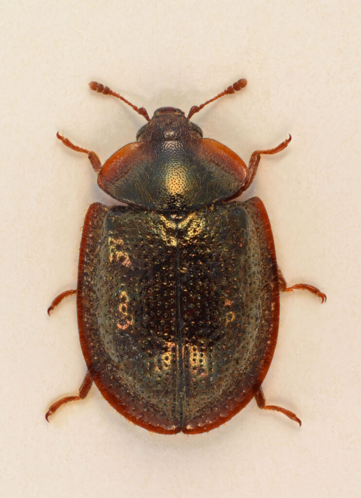 Den vakre billen Thymalus limbatus er en av sporespiserne som besøker «nattens kafeteria». Den er ca. 6 mm lang og hører til familien Gnagbiller (Trogossitidae).