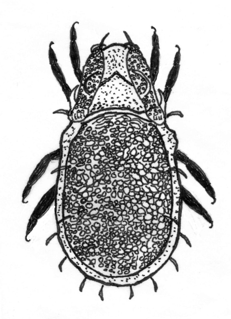 Carabodes areolatus