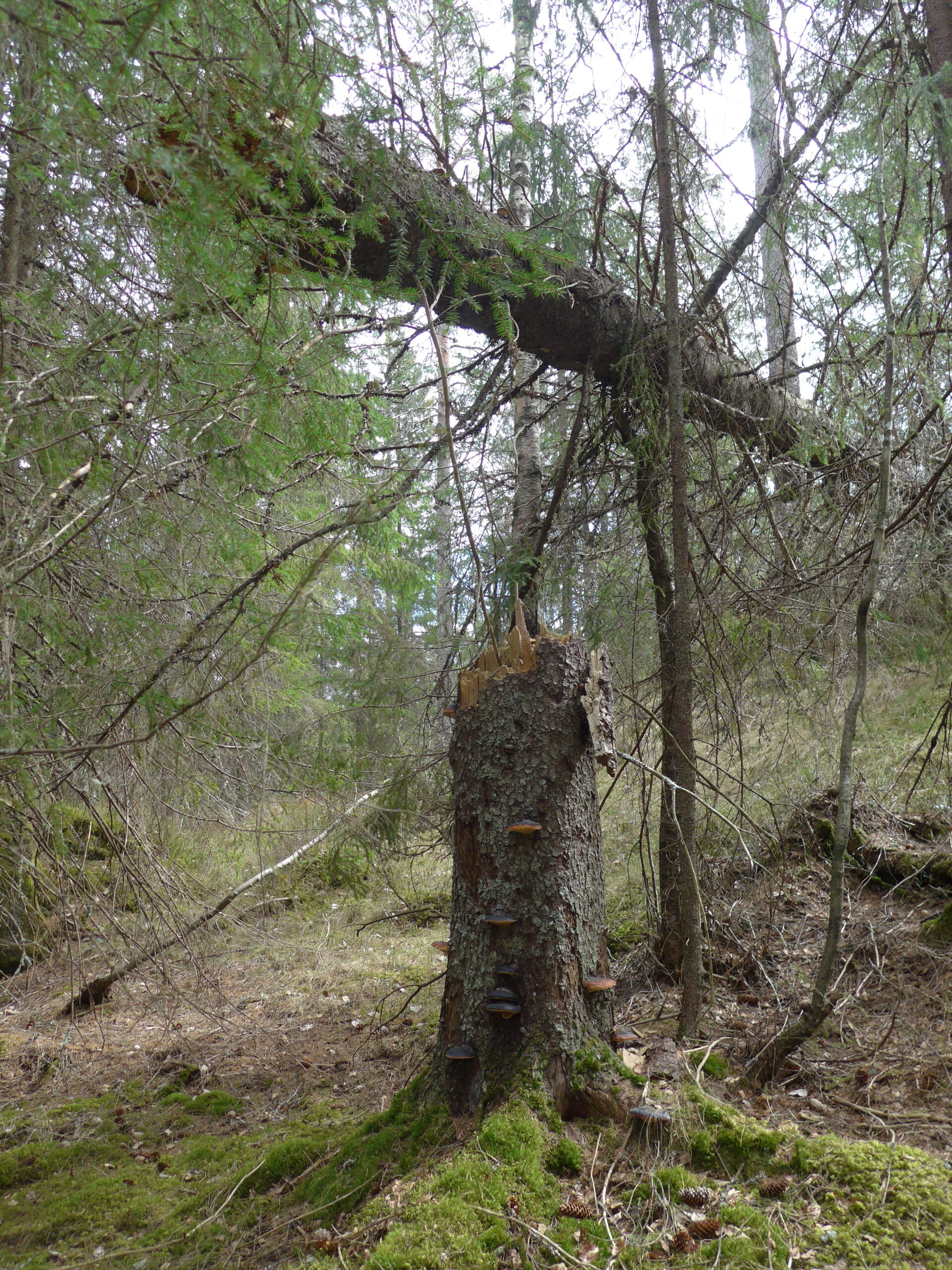Kommer det et kraftig vindkast, klarer ofte treet å holde seg fast med røttene, men stammen kan knekke en meter eller to over bakken.
