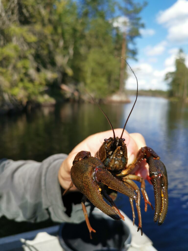 Edelkreps regnes av mange som en delikatesse og finnes hovedsakelig på Østlandet. Arten tåler lite forurensing og er avhengig av kalk for å kunne bygge opp skallet sitt. Foto: Mathias K. Jerpseth.