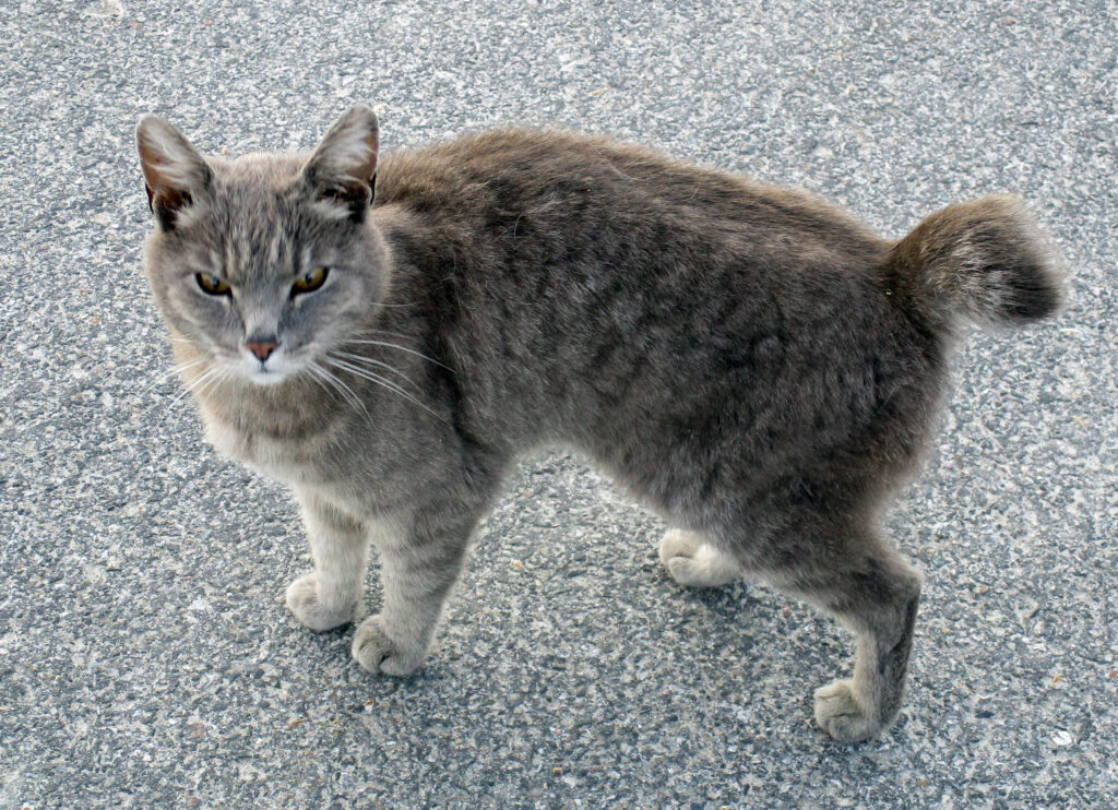En selsskapssyk katt på Flateby.
