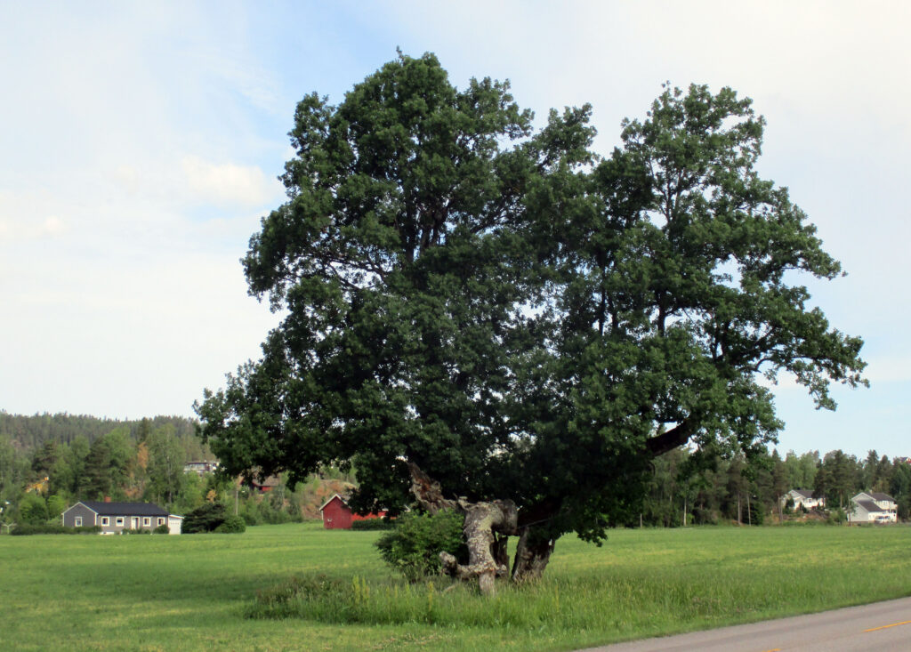 Hektnereika.