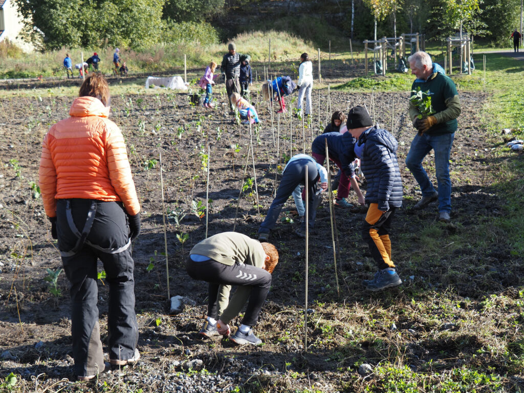 Treplanting ved Trasop