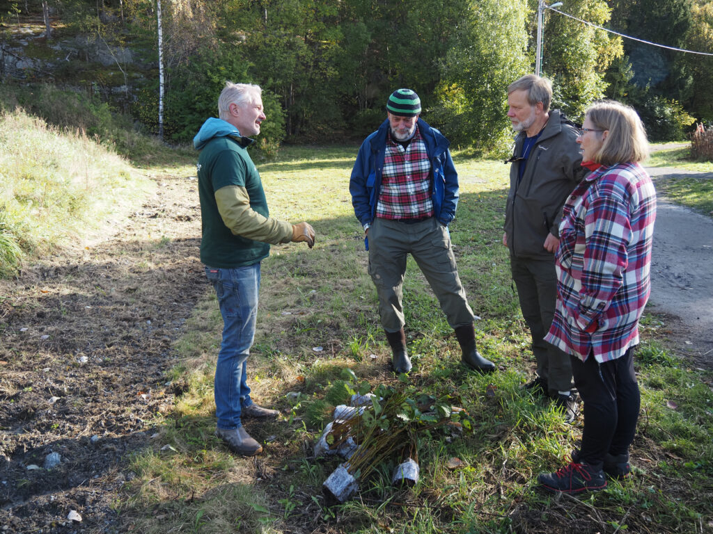 Treplanting ved Trasop