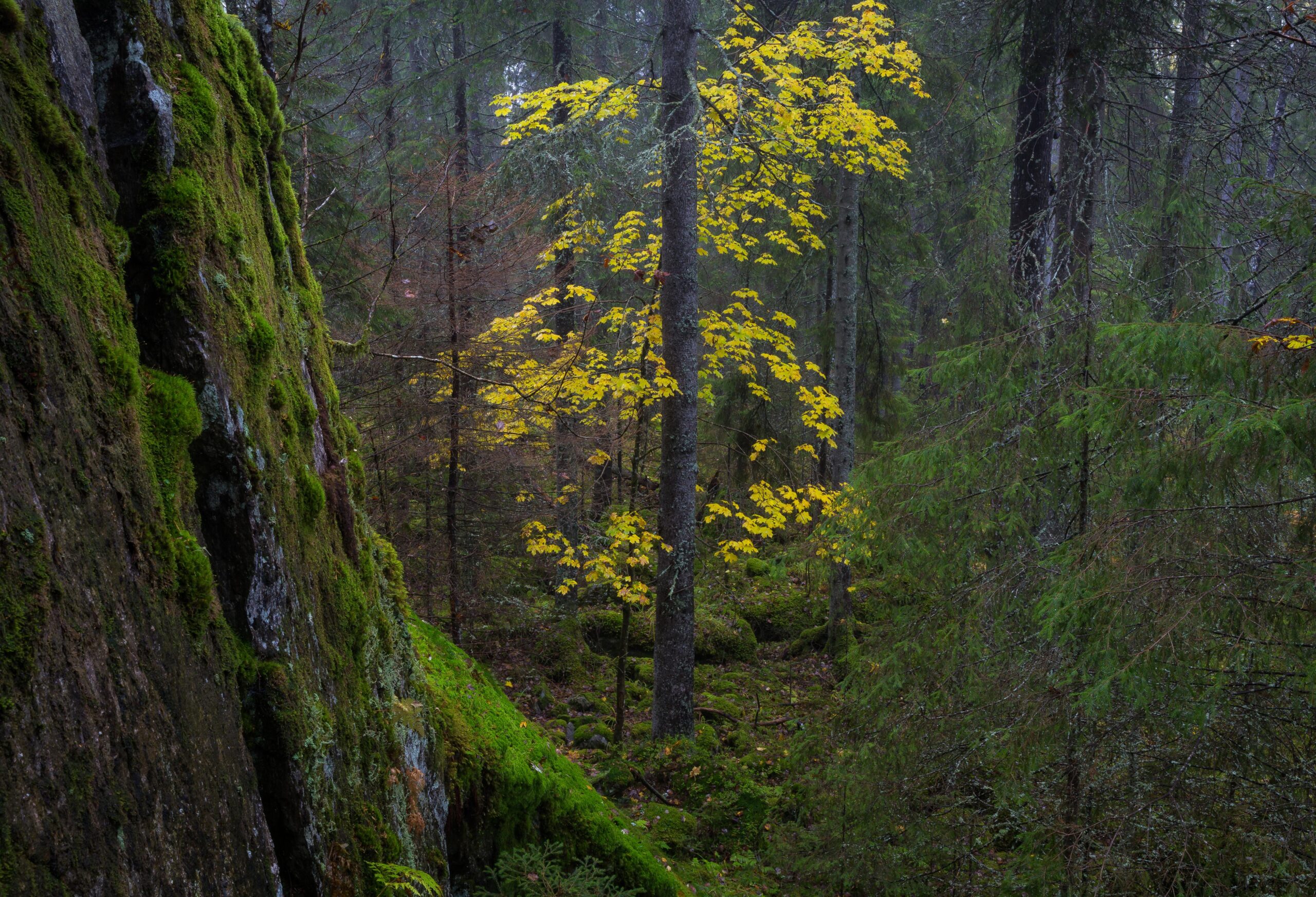 Landskapet og skogens økosystem i Østmarka nasjonalpark er vernet for evig og alltid. Foto: Daniel Pedersen.