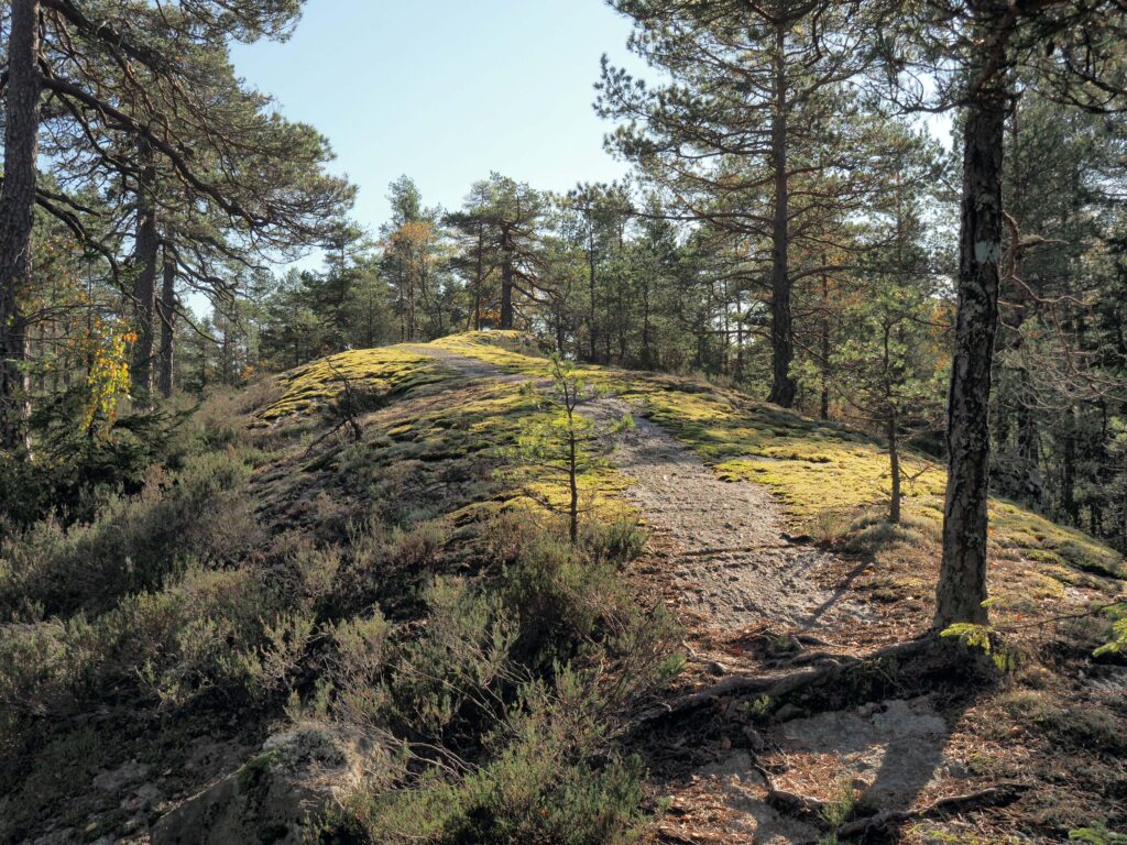 Den vakre stien over Kristenseteråsen ble blåmerket for noen år siden og går over en serie med tørre og mosegrodde rygger. Foto: Bjarne Røsjø.