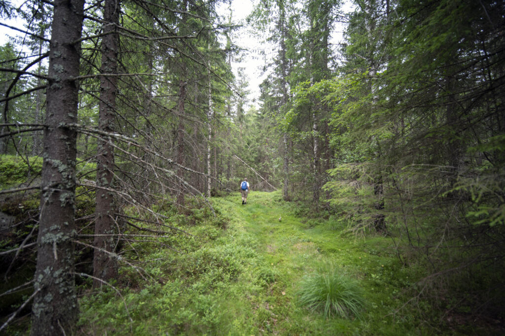 Losby Bruk ønsker å bygge en svær skogsvei i dette området Øst for Elvåga.