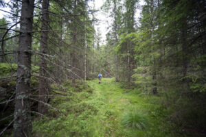 Losby Bruk ønsker å bygge en svær skogsvei i dette området Øst for Elvåga.