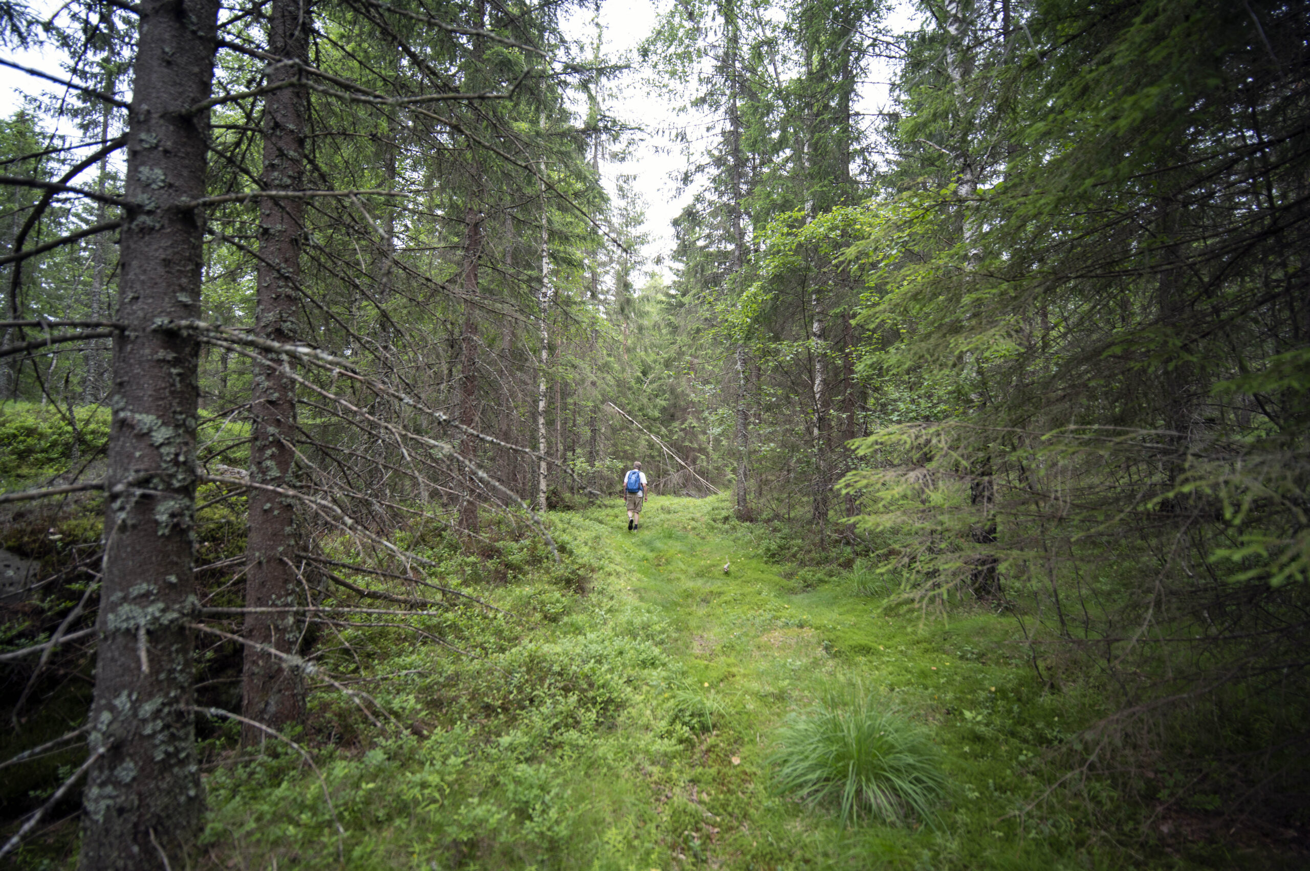 Losby Bruk ønsker å bygge en svær skogsvei i dette området Øst for Elvåga.