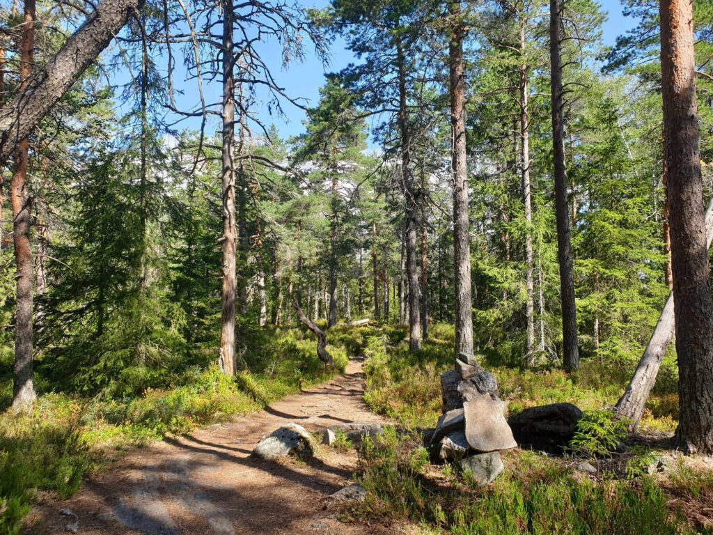 Blåstien over Puttåsen byr på variert skog og fine naturopplevelser. Foto: Helga Gunnarsdóttir.