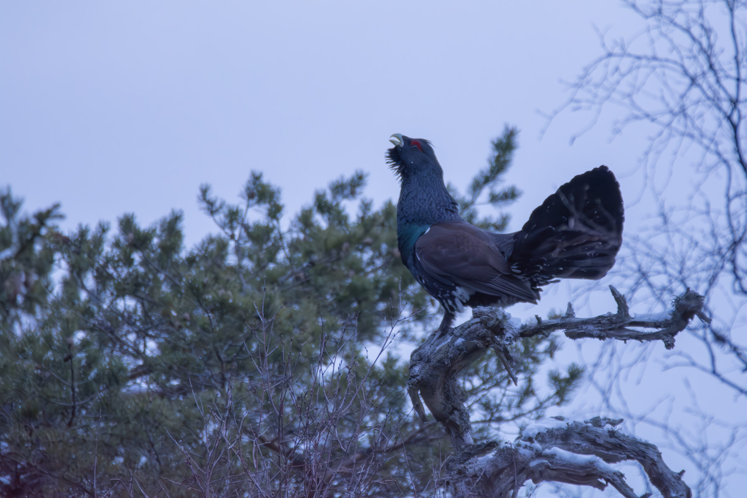 Tiuren er en fantastisk flott fugl. Foto: Lars Lindland