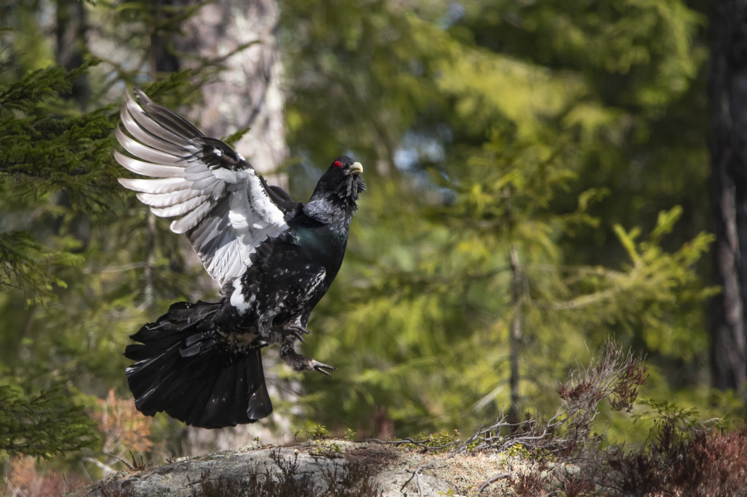 Tiuren er en flott storfugl. Her er den i ferd med å gjøre flaksehoppet. Foto: Lars Lindland