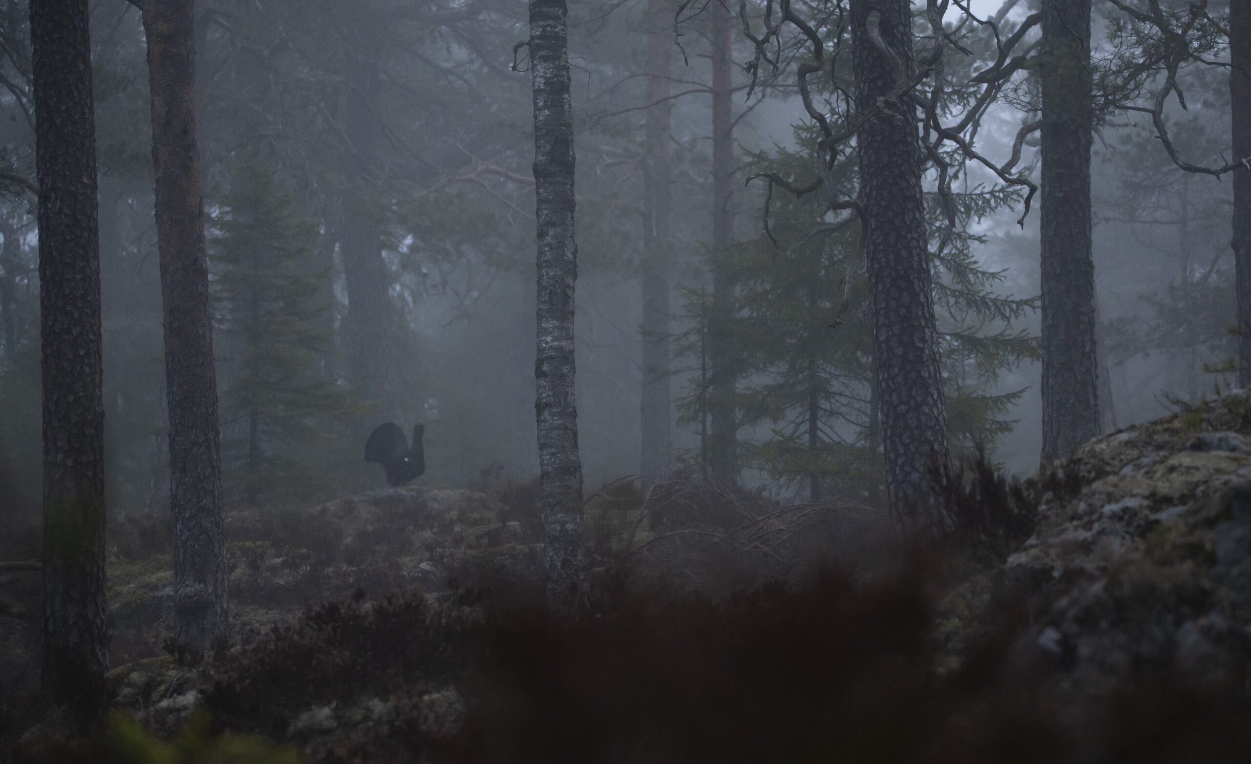 Tiurskogen i Østmarka kan være et mystisk og fascinerende skue. Foto: Lars Lindland