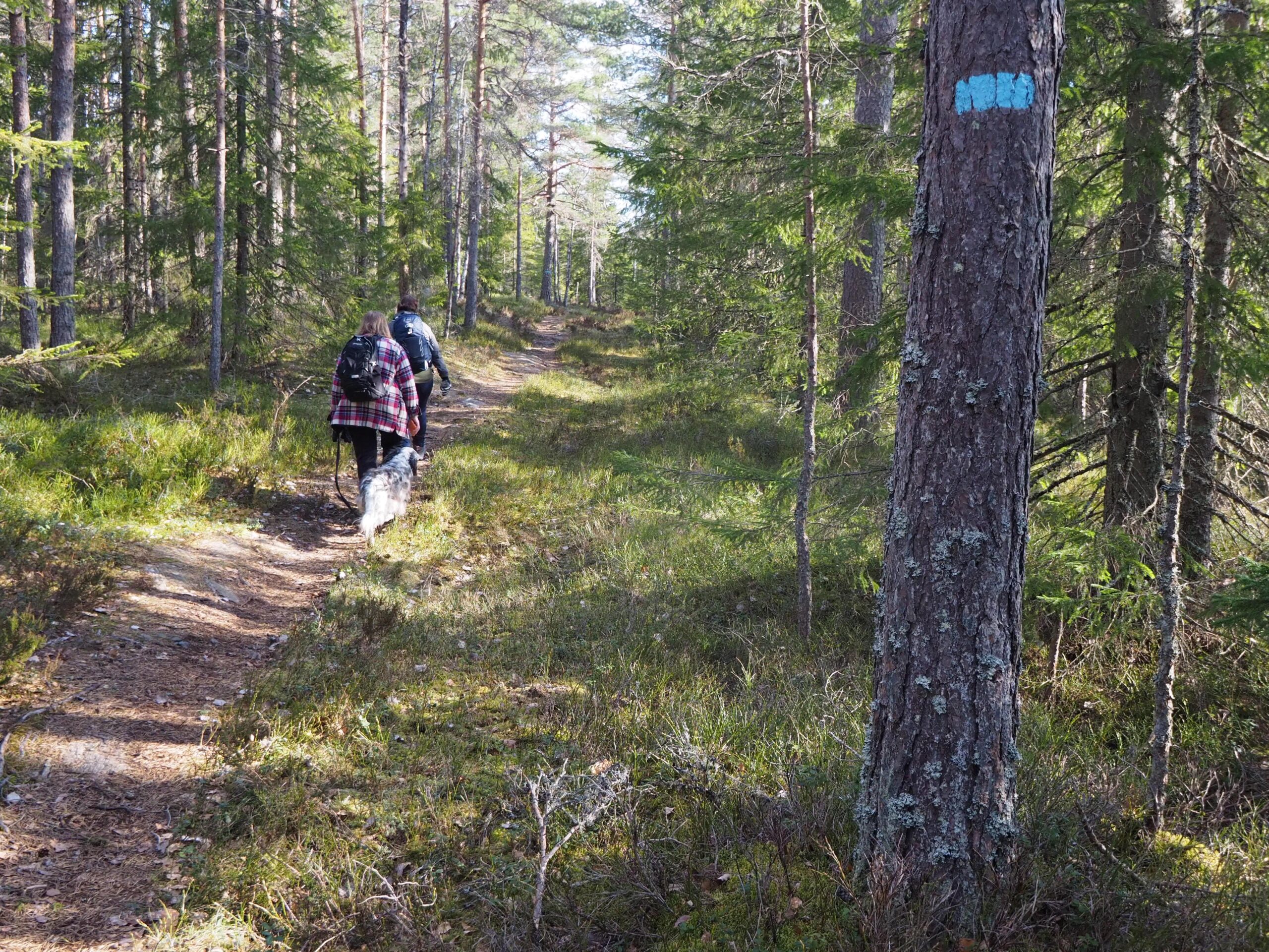 Den vakre blåstien over Svarvestolsbrenna leverer fred i sjelen til alle som går. Men det kan forandre seg hvis blåstien blir forvandlet til en skogsbilvei med 20 meter flatehogst på hver side.