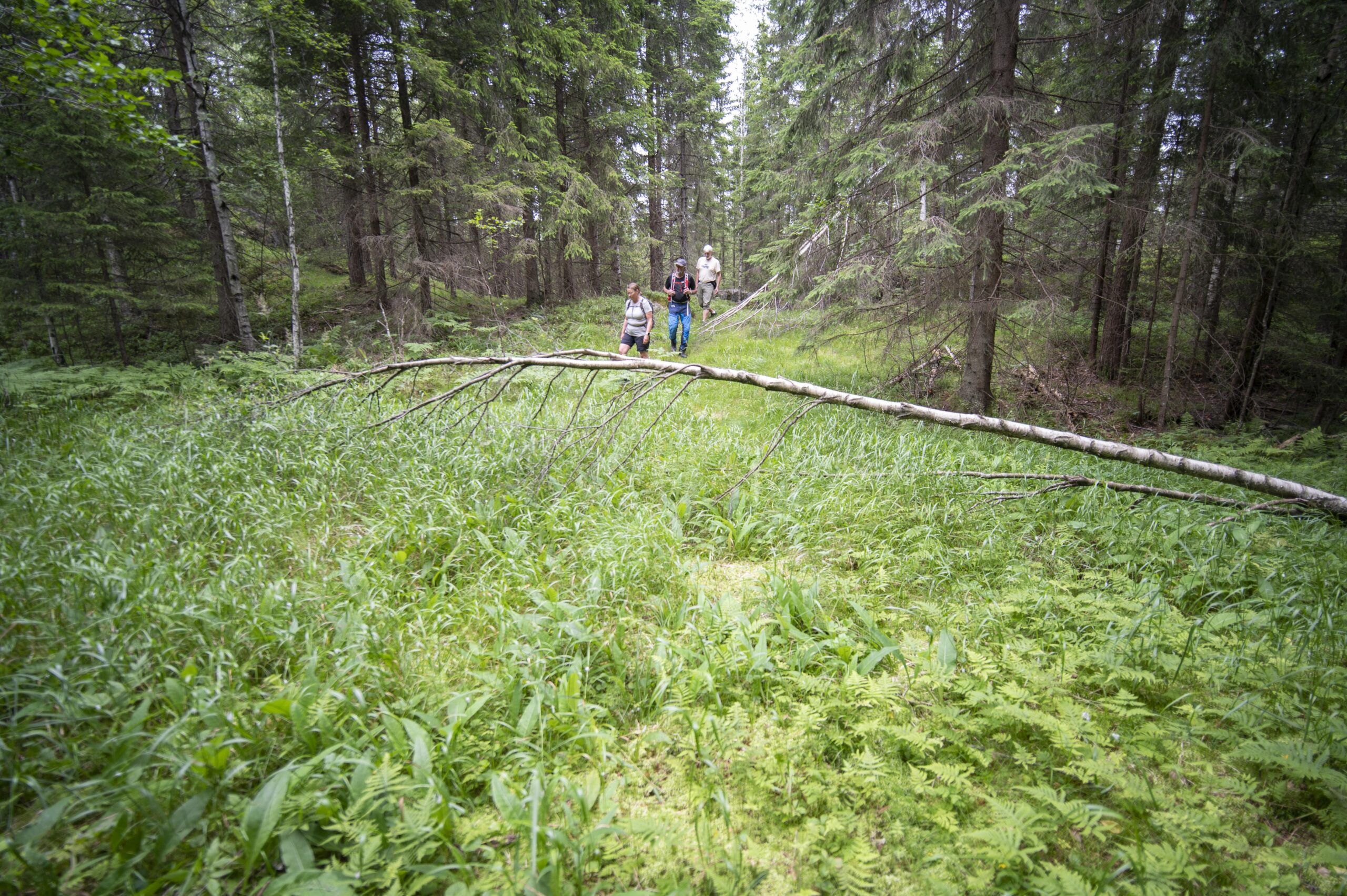 Losby Bruk ønsker å ta ut nærmere 80 000 kubikkmeter tømmer fra områdene langs den planlagte Dammyrveien. I dag er området nærmest uberørt. Foto: Lars Lindland.