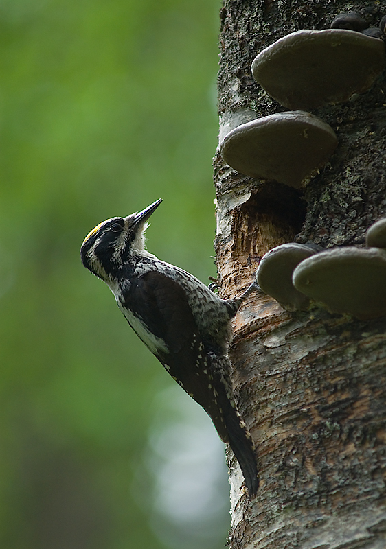 Nancy Gogstad fra SV trakk fram den sjeldne tretåspetten, som bor nettopp der Losby Bruk har lyst til å lage en stor snuplass i skogen. Foto: Matti Sopajärvi, Flickr/Wikipedia