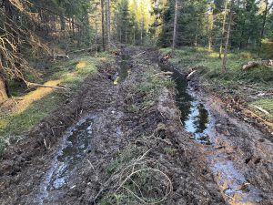 Kjøreskader etter hogst i Obos-skogen høsten 2024. Bildet ble tatt 4. november.