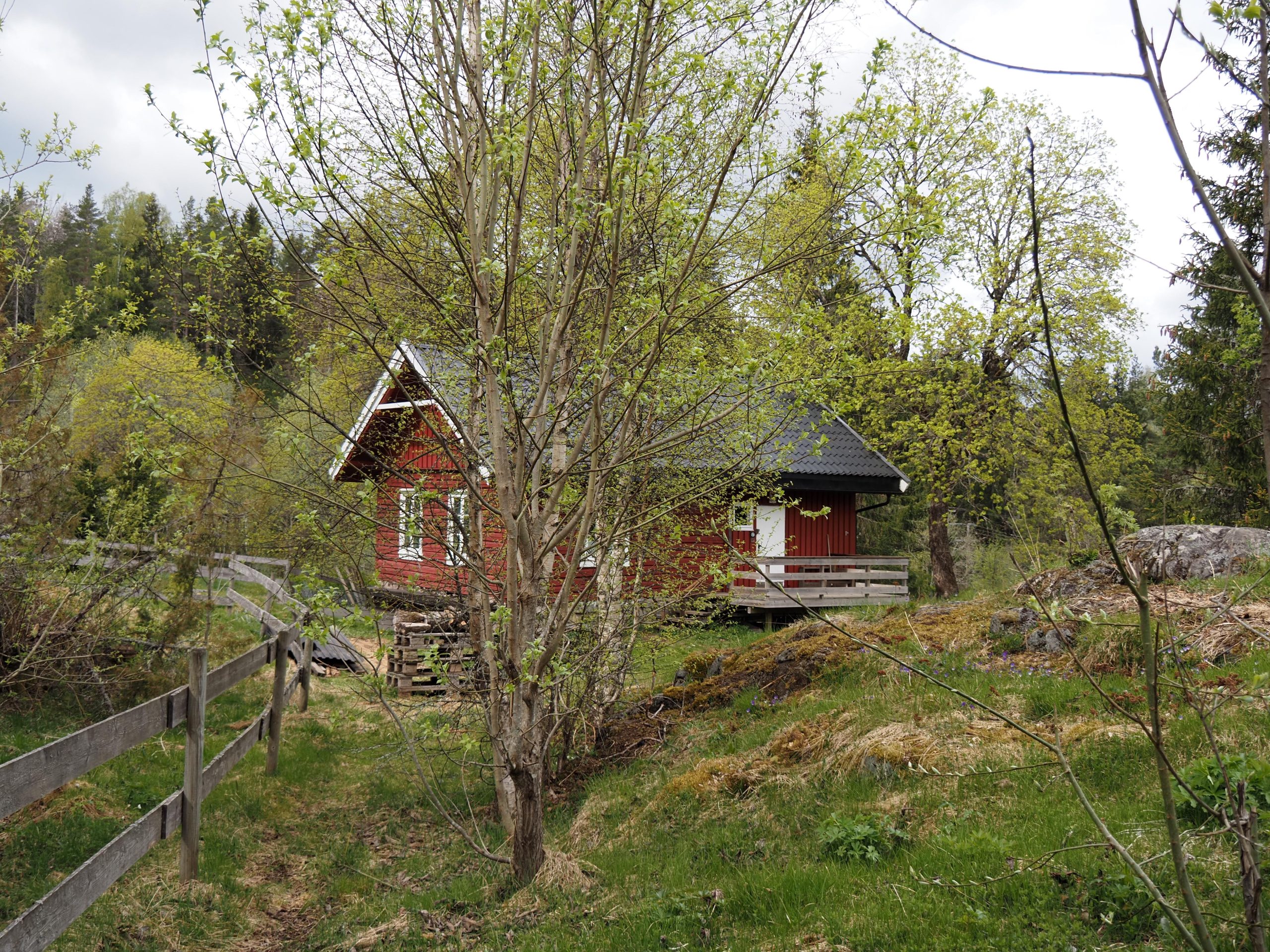 Beite- og slåttemarkene rundt Øvresaga og i resten av Rausjøgrenda begynte å gro igjen da beitingen opphørte. Nå skal området ryddes igjen, i første omgang rundt Øvresaga, Foto: Bjarne Røsjø.