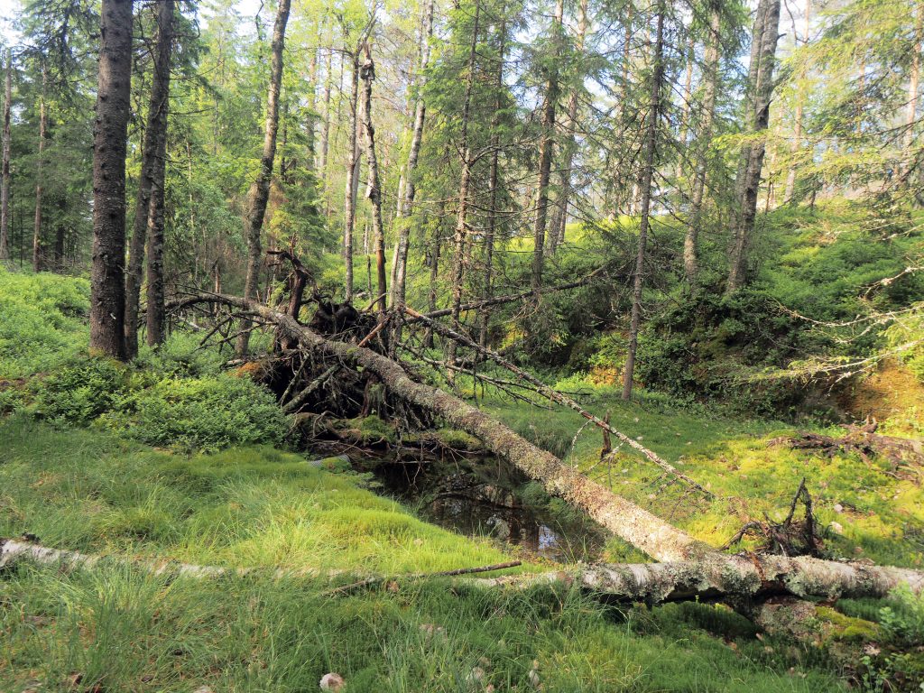 Dammyrveien skal blant annet gå over Svarvestolsbrenna, hvor Losby Bruk ønsker å kjøre med vogntog som er opptil 24 meter lange. Foto: Bjarne Røsjø