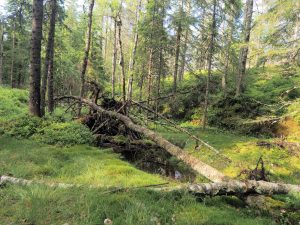 Dammyrveien skal blant annet gå over Svarvestolsbrenna, hvor Losby Bruk ønsker å kjøre med vogntog som er opptil 24 meter lange. Foto: Bjarne Røsjø