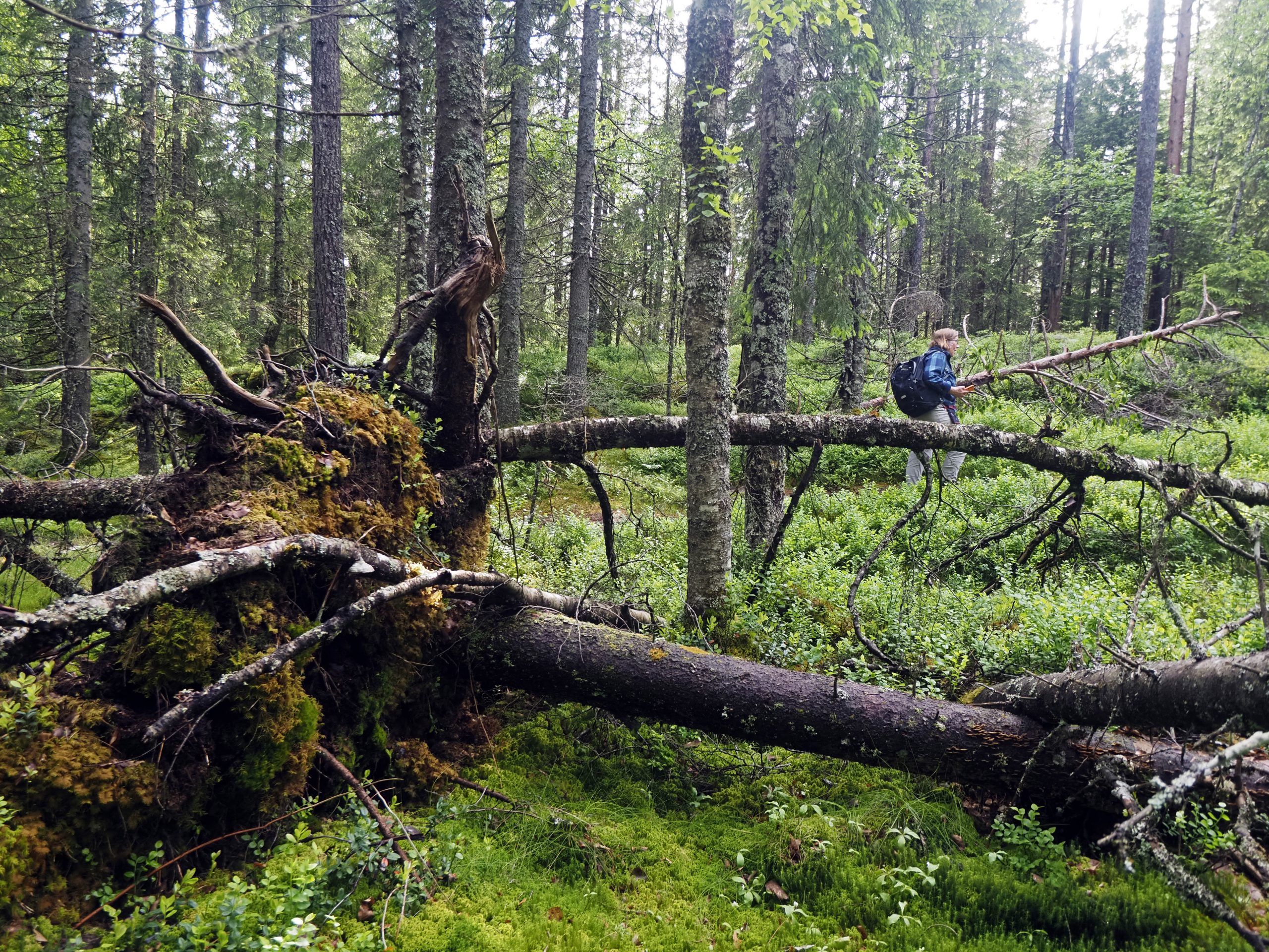 Her ønsker Losby Bruk å bygge en skogsbilvei for opptil 24 meter lange tømmertrailere