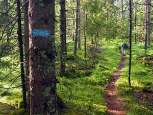 Blåstien over Svarvestolsbrenna: Her ønsker Losby Bruk A å bygge en skogsbilvei for opptil 24 meter lange tømmer-trailere. Foto: Bjarne Røsjø