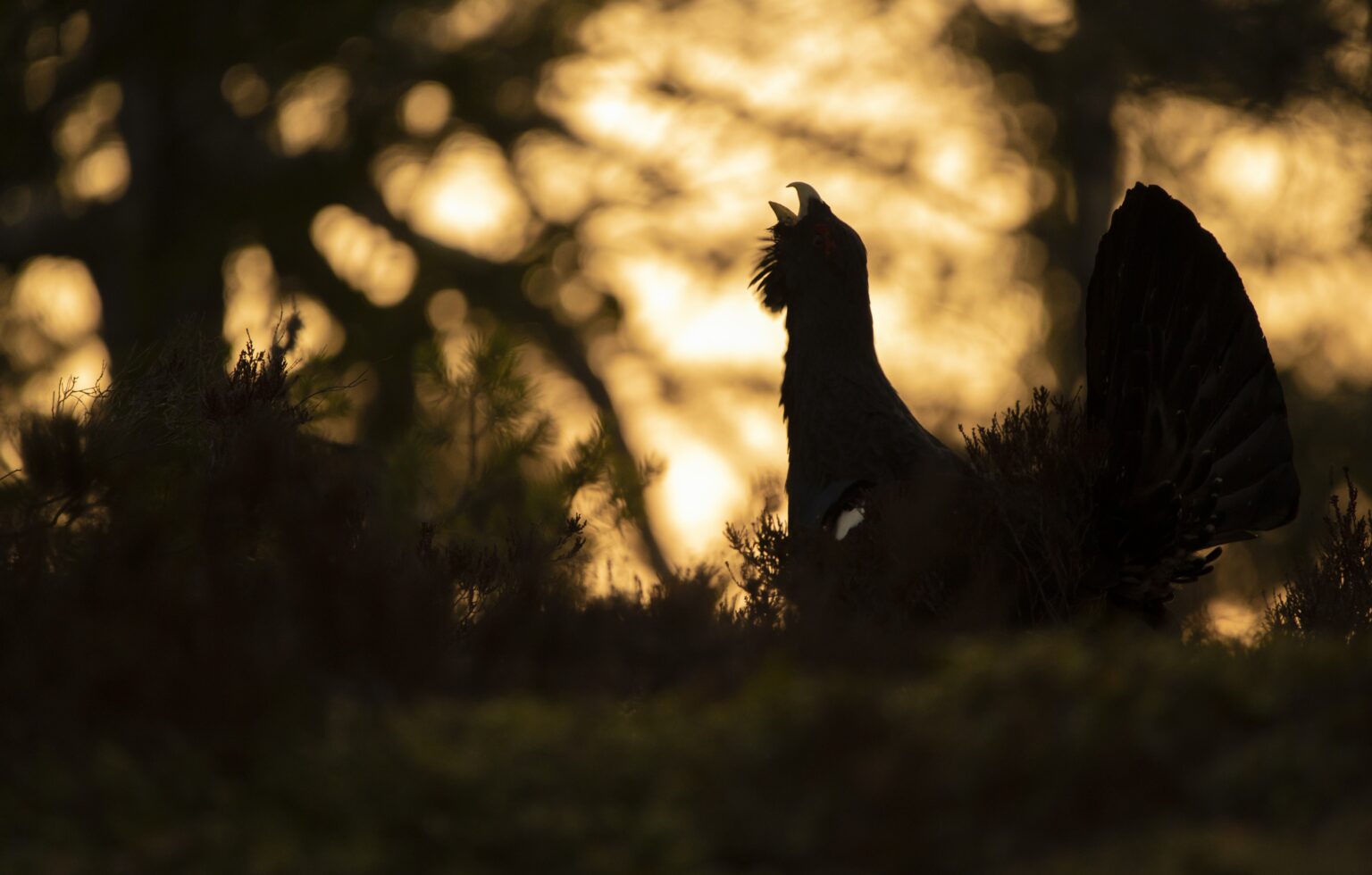 En skogsbilvei med påfølgende hogst øst for Elvåga kan ødelegge en av de største fugleleikene i Østmarka, hvor dette bildet er tatt. Foto: Lars Lindland.