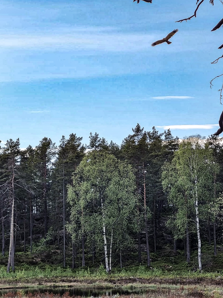 myrhauk over Olavsmyr. (Foto: Nils Petter Sjøstedt)