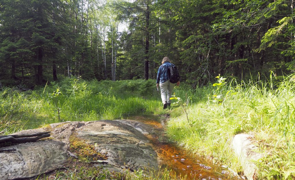 I denne vakre villmarka øst for Elvåga vil Losby Bruk AS bygge en skogsbilvei for opptil 24 meter lange og 60 tonn tunge tømmertrailere.