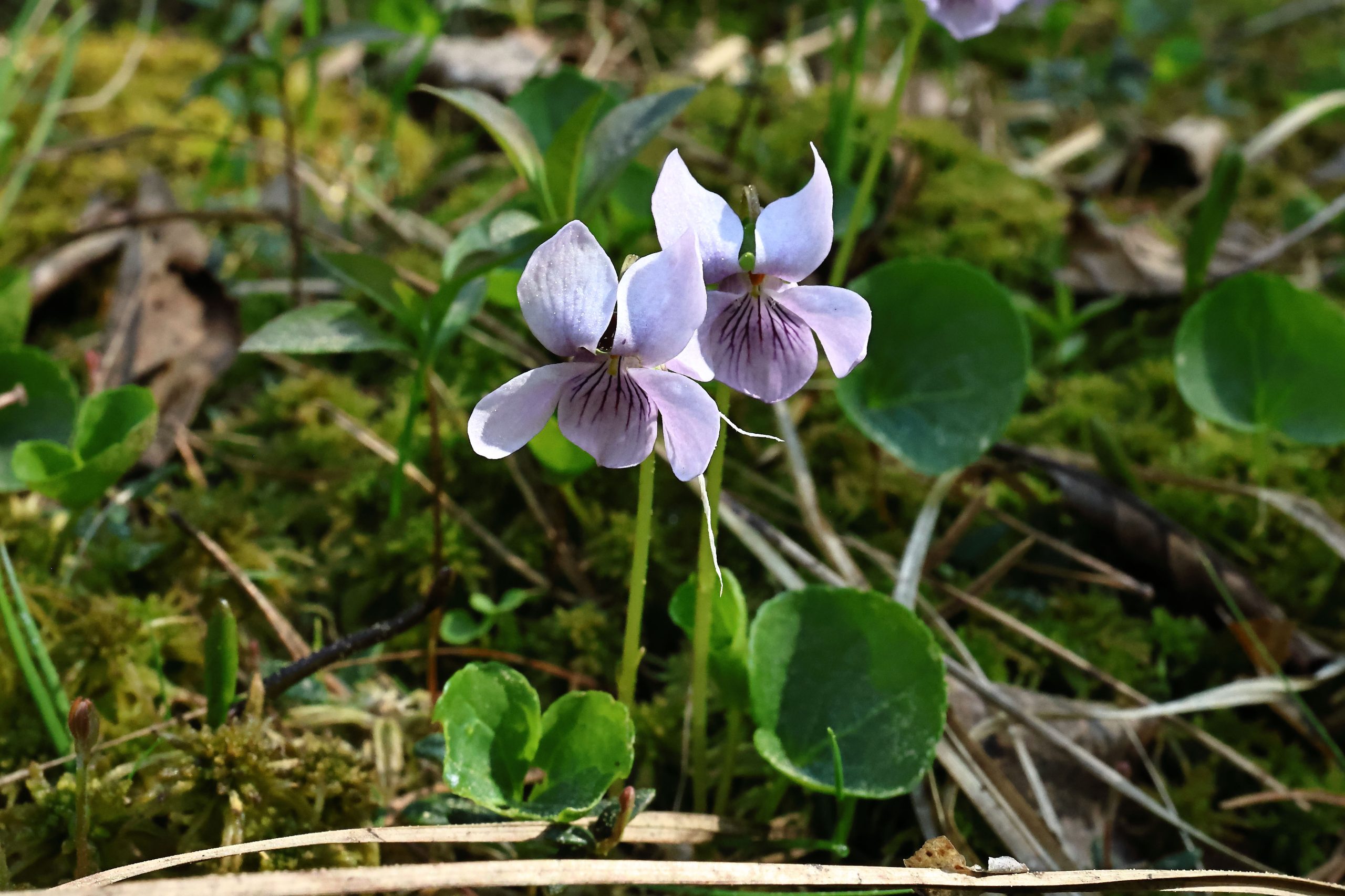 Myrfiol har små gråfiolette, yndige blomster. Blader og blomster vokser enkeltvis fra en krypende jordstengel. Bladene er lysegrønne, nyreforma og avrunda i toppen.