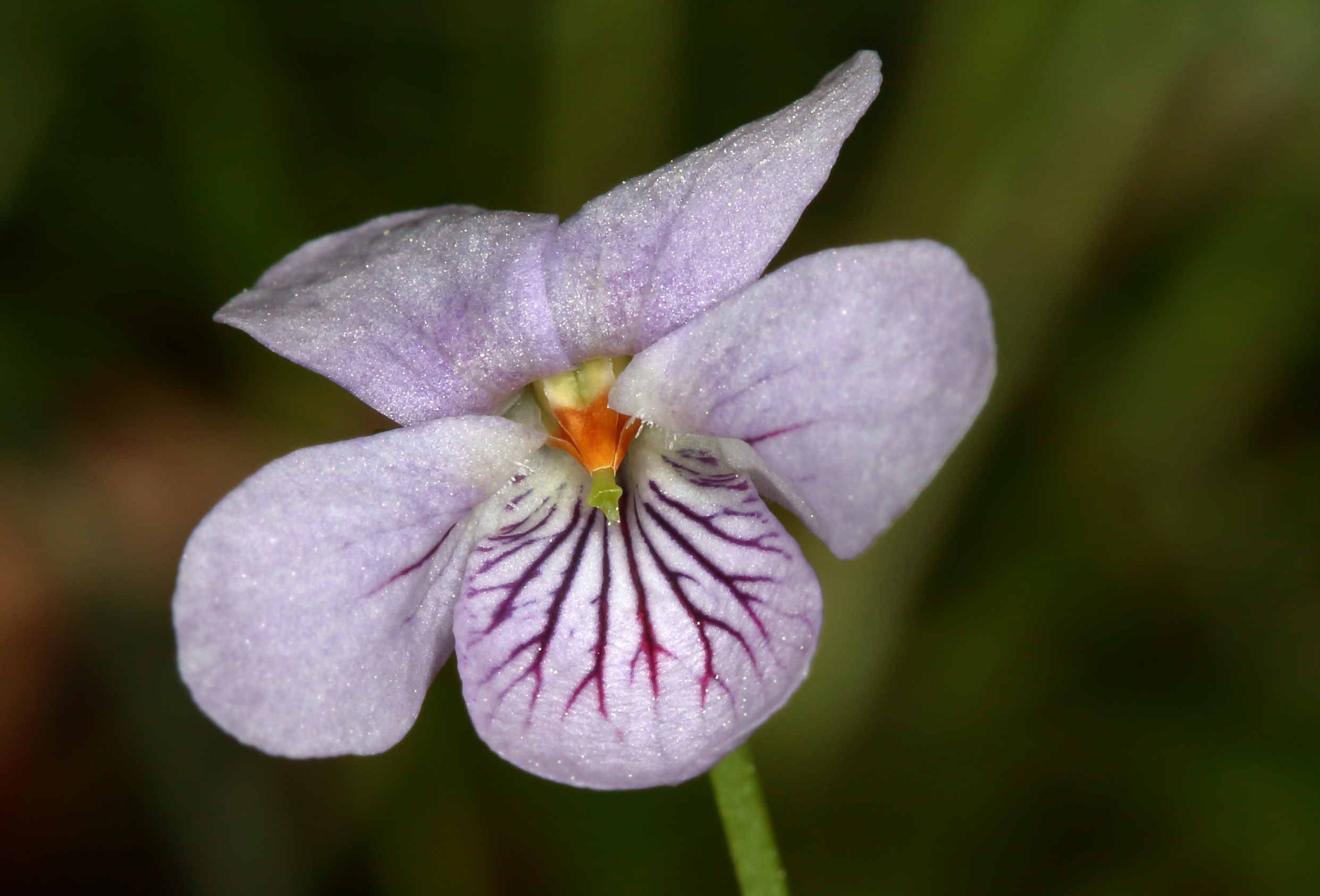 Nærbilde av den yndige myrfiol-blomsten