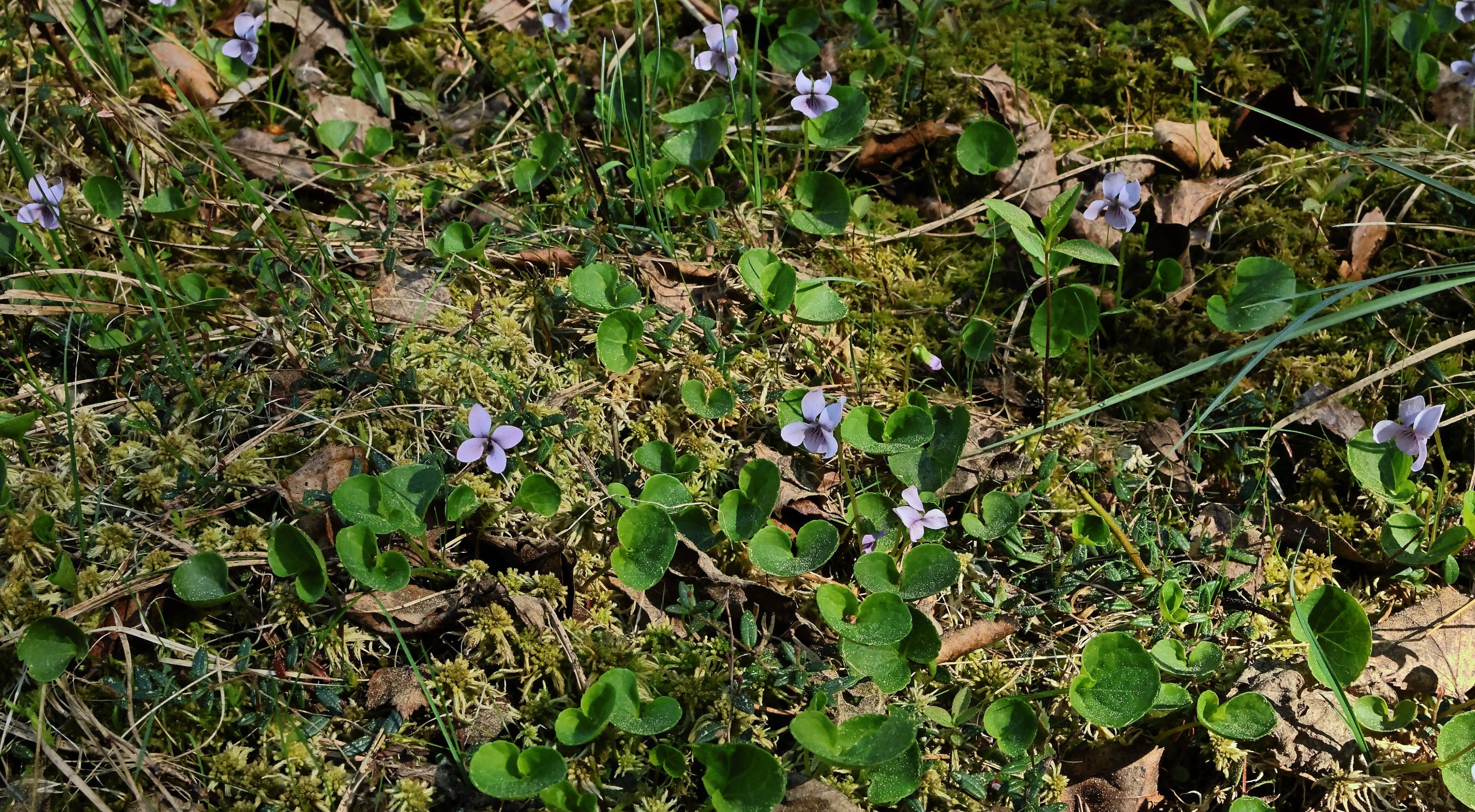 Hvis du først finner én myrfiol, finner du gjerne flere.