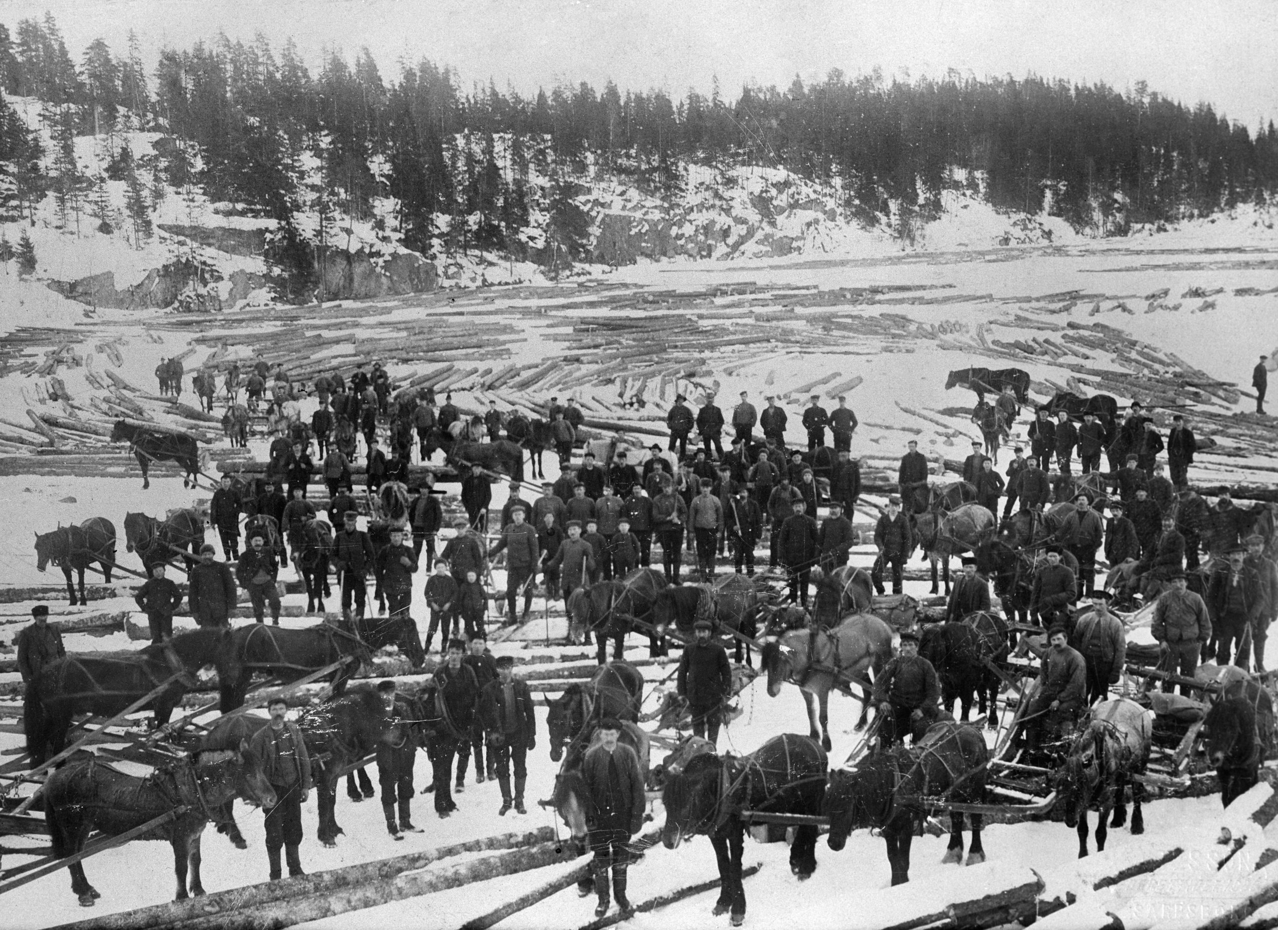 Yrende liv i Rausjø: Bildet er tatt på Tangetjern, som er en del av Børtervann, antakelig i 1919. Tømmeret fra hogsten i Rausjøskogen ble dratt ut på isen og senere fløtet til Fredrikstad. Foto: Digitalt Museum / Museene i Akershus.