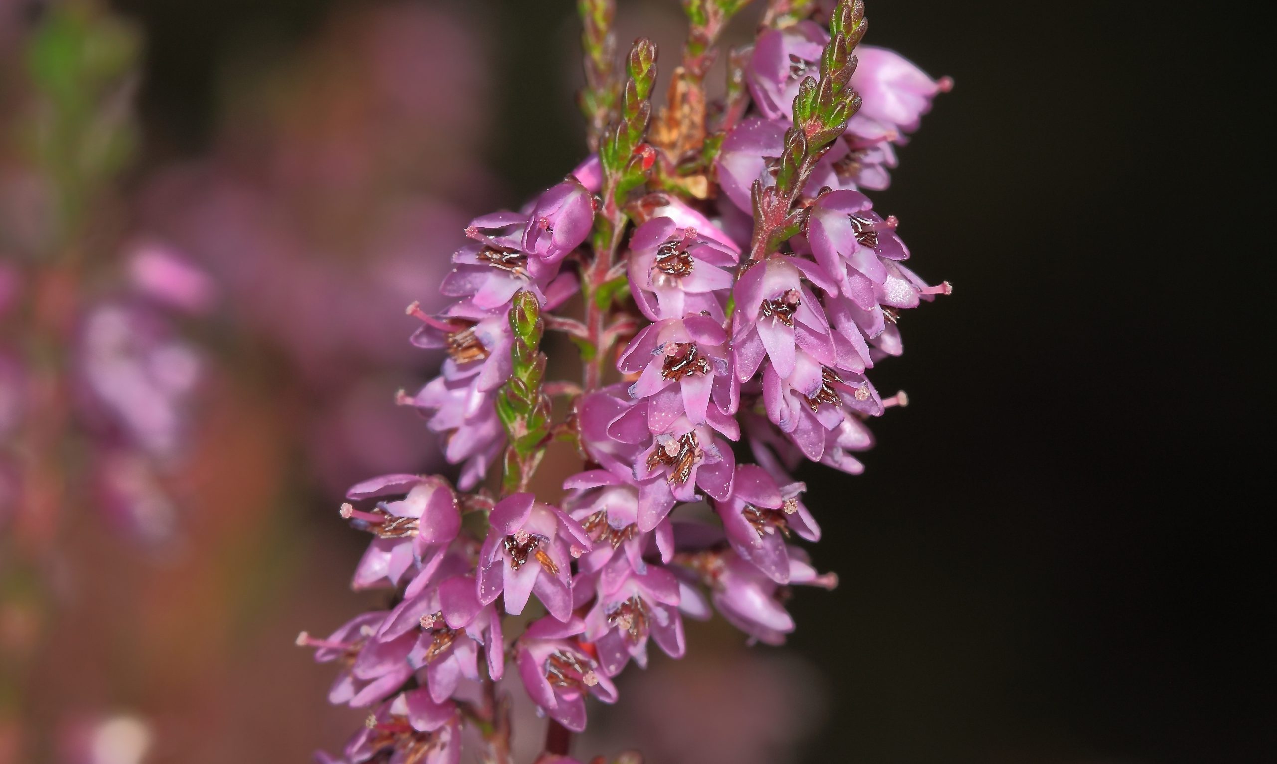 Røsslyngens blomst er som regel rosalilla, som i dette tilfellet. Men de kan også være hvite.