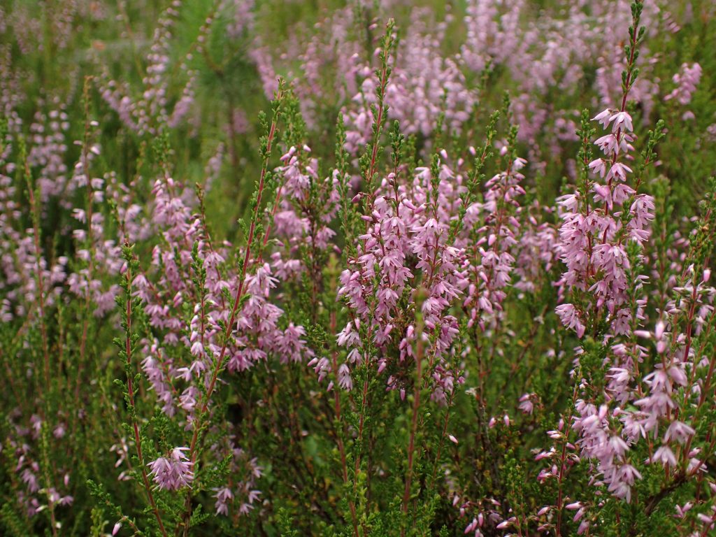 Månedens Østmarkablomst januar 20256 Røsslyng