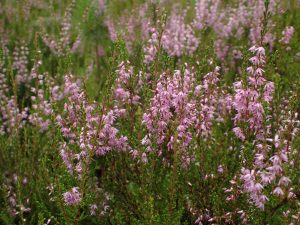 Månedens Østmarkablomst januar 20256 Røsslyng