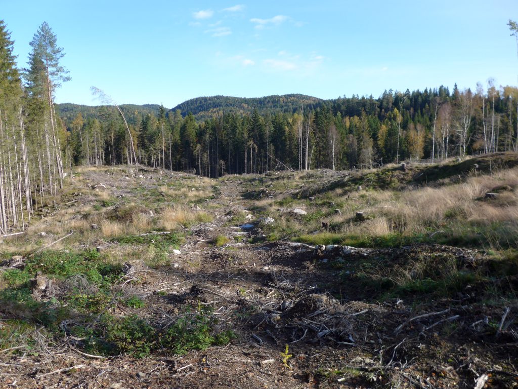 Mer enn halvparten av den produktive skogen på Østlandet er blitt flatehogd. Bildet fra 2023 viser en flatehogst i Losby-skogen. Foto: Bjarne Røsjø.